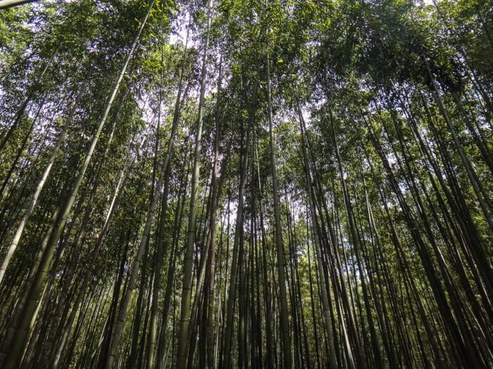 A Encantada Floresta De Bambu Em Kyoto Arashiyama