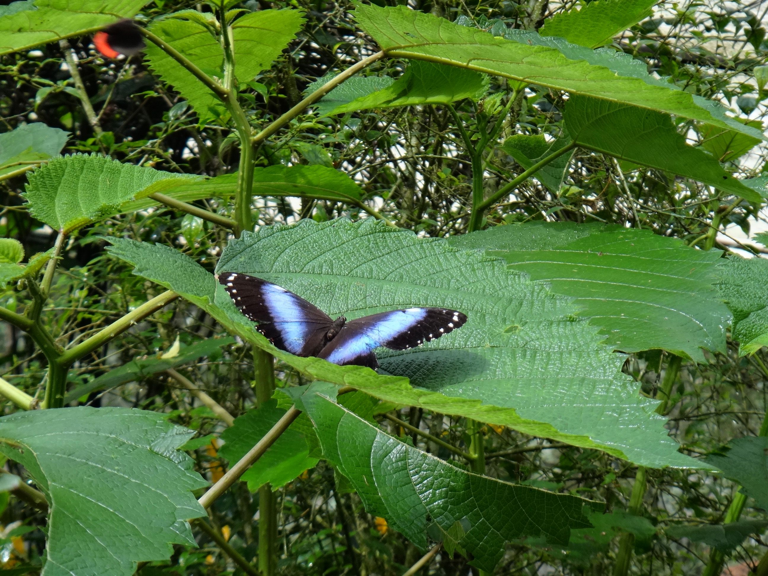 parque-das-aves-borboleta