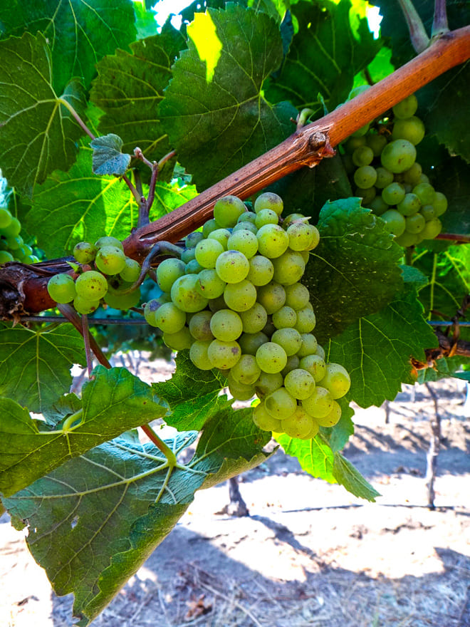 uva vinho branco valle casablanca vinicolas vale do casablanca - O Chile de A a Z: uma viagem pelo Chile