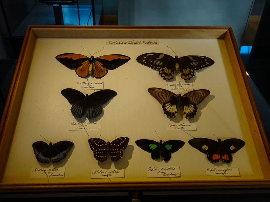 museus de londres historia natural borboleta - Museus de Londres gratuitos - aproveite! Sugestões imperdíveis!
