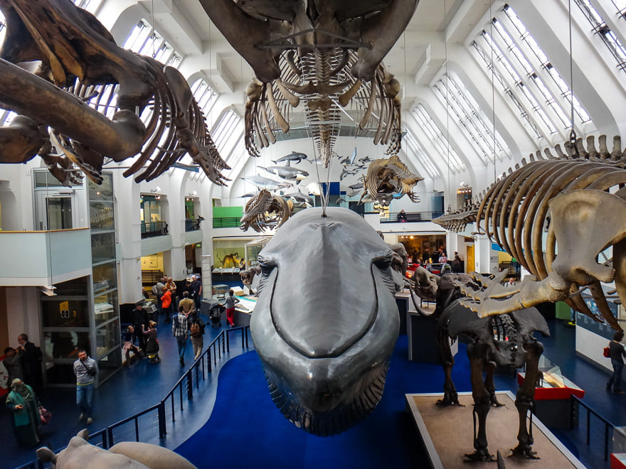 museus de londres natural baleia - Museus de Londres gratuitos - aproveite! Sugestões imperdíveis!