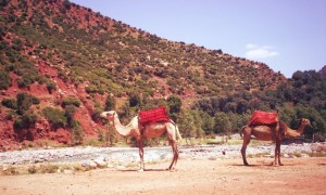Foto da semana: Camelos em Marrakech