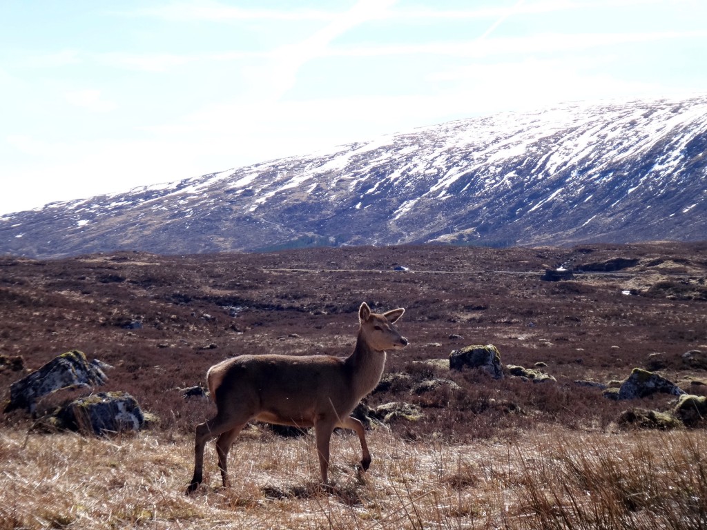 cervo highlands 1024x768 - Viagem pela Highlands e Ilha de Skye