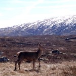 cervo highlands 150x150 - Lembranças da Escócia