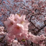 flor cerejeira glasgow 150x150 - Lembranças da Escócia
