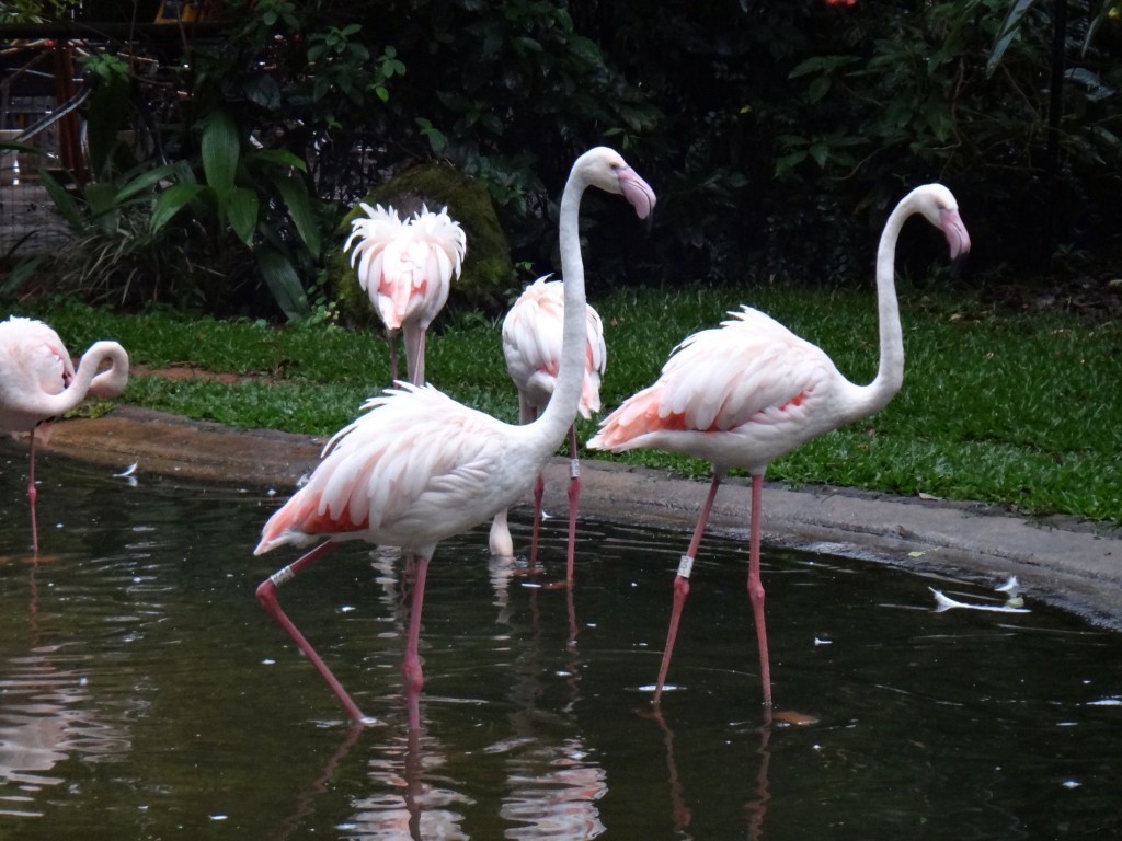 parque das aves flamingo 1024x768 - O Parque das Aves em Foz do Iguaçu: tudo de bom!
