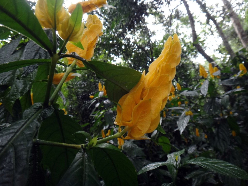 parque das aves flor amarela 1024x768 - O Parque das Aves em Foz do Iguaçu: tudo de bom!