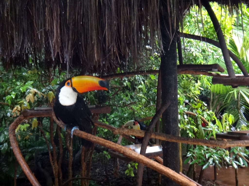 parque das aves tucano 1024x768 - Roteiro Foz do Iguaçu. O que fazer em Foz do Iguaçu para se divertir?