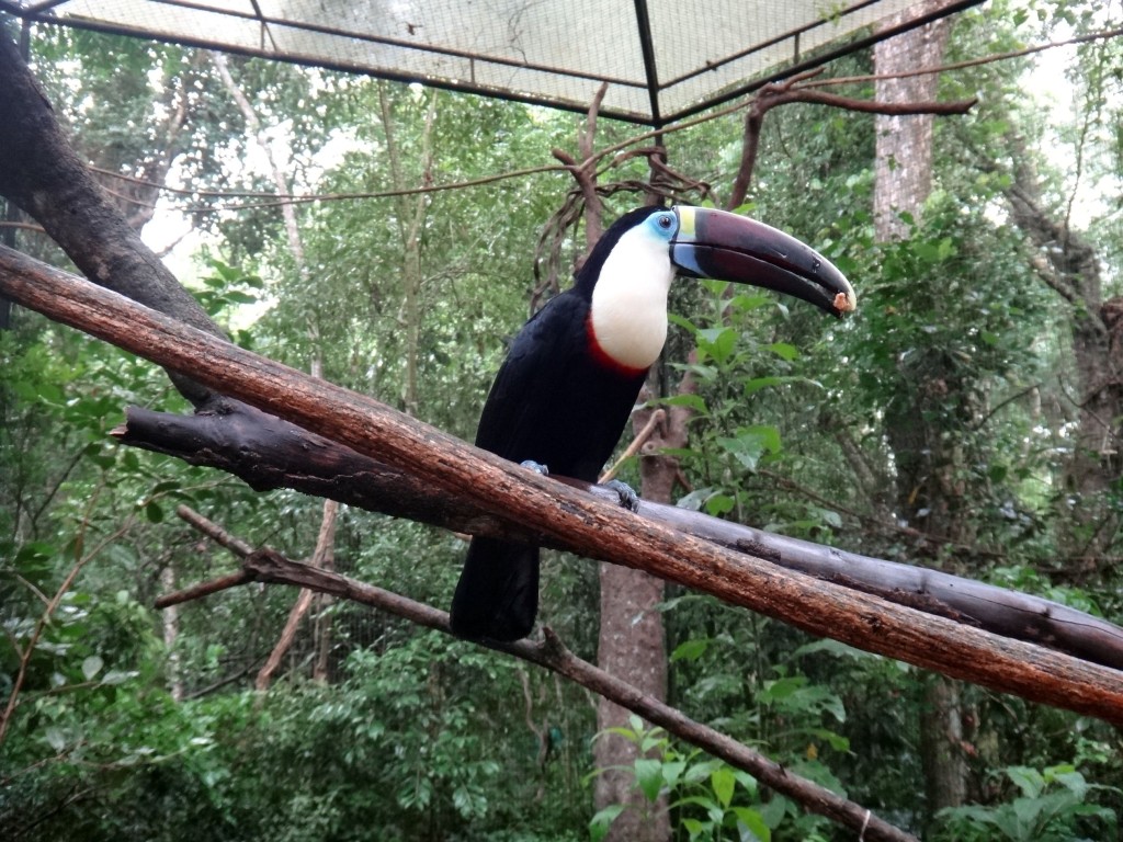 parque das aves tucano bico azul 1024x768 - O Parque das Aves em Foz do Iguaçu: tudo de bom!