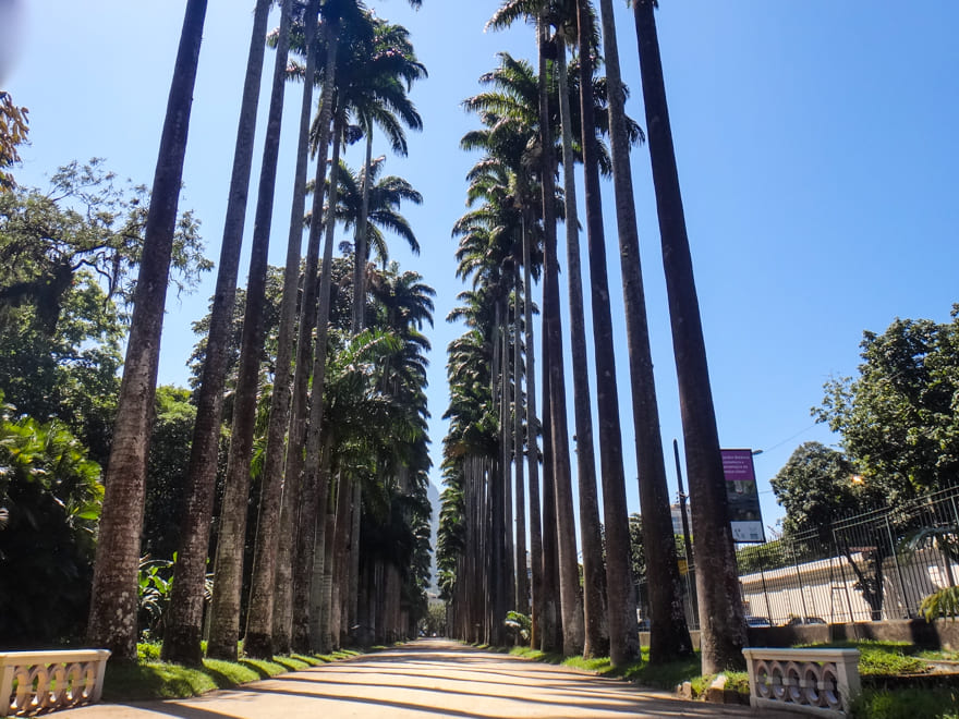 alameda palmeira imperial jardim botanico rj - Jardim Botânico Rio de Janeiro: ponto turístico imperdível!