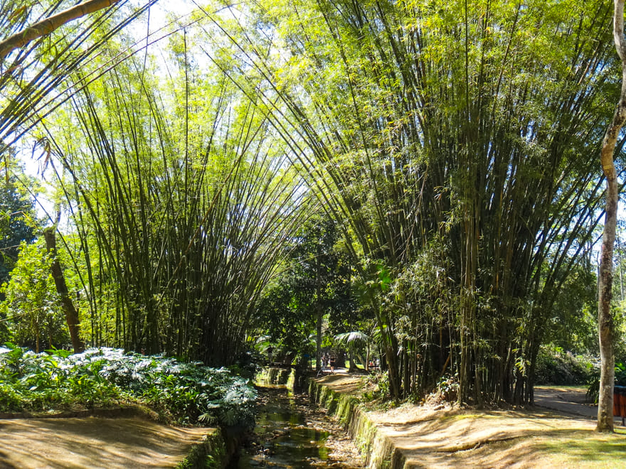 bambuzal rio de janeiro o que fazer - Jardim Botânico Rio de Janeiro: ponto turístico imperdível!