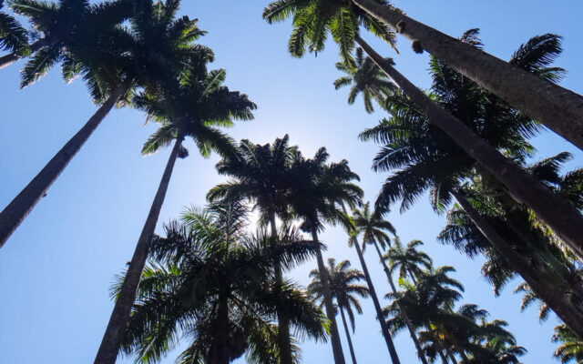 jardim botanico rio de janeiro palmeira imperial