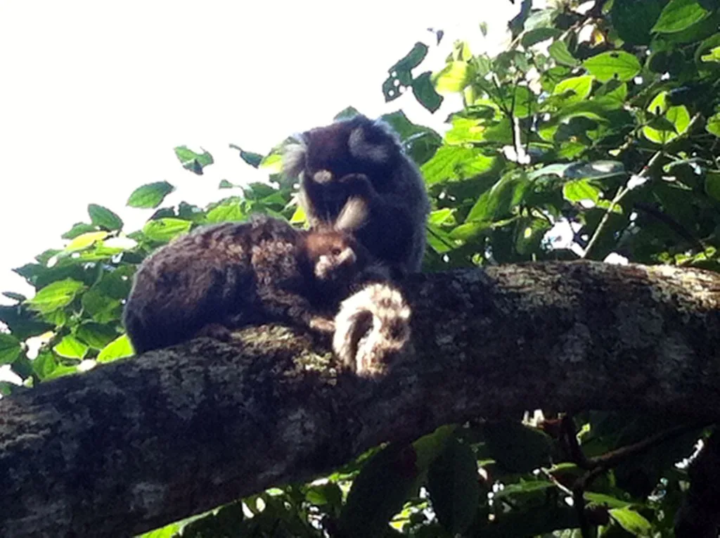 Aves e Árvores: Visita à Pista Claudio Coutinho no Morro da Urca (RJ):  paraíso do Tiê-Sangue e outras aves