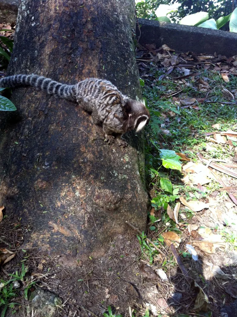 Aves e Árvores: Visita à Pista Claudio Coutinho no Morro da Urca (RJ):  paraíso do Tiê-Sangue e outras aves