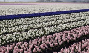 Sweet Holanda
