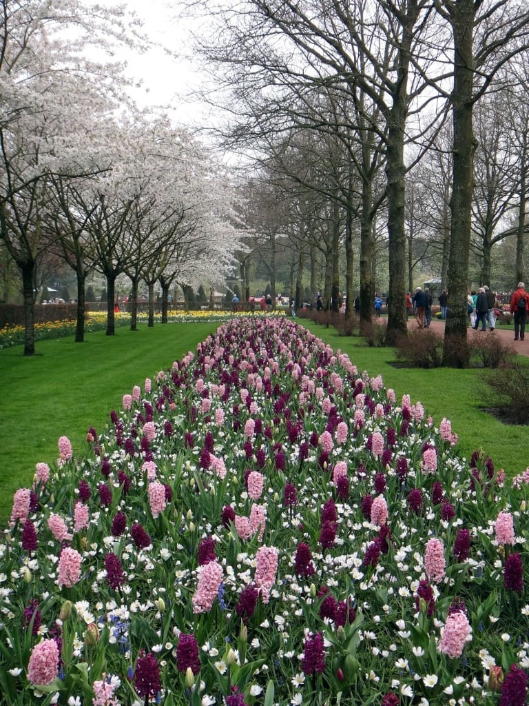 keukenhof canteiro flores arvores - Parque Keukenhof Holanda. Super bate-volta de Amsterdam