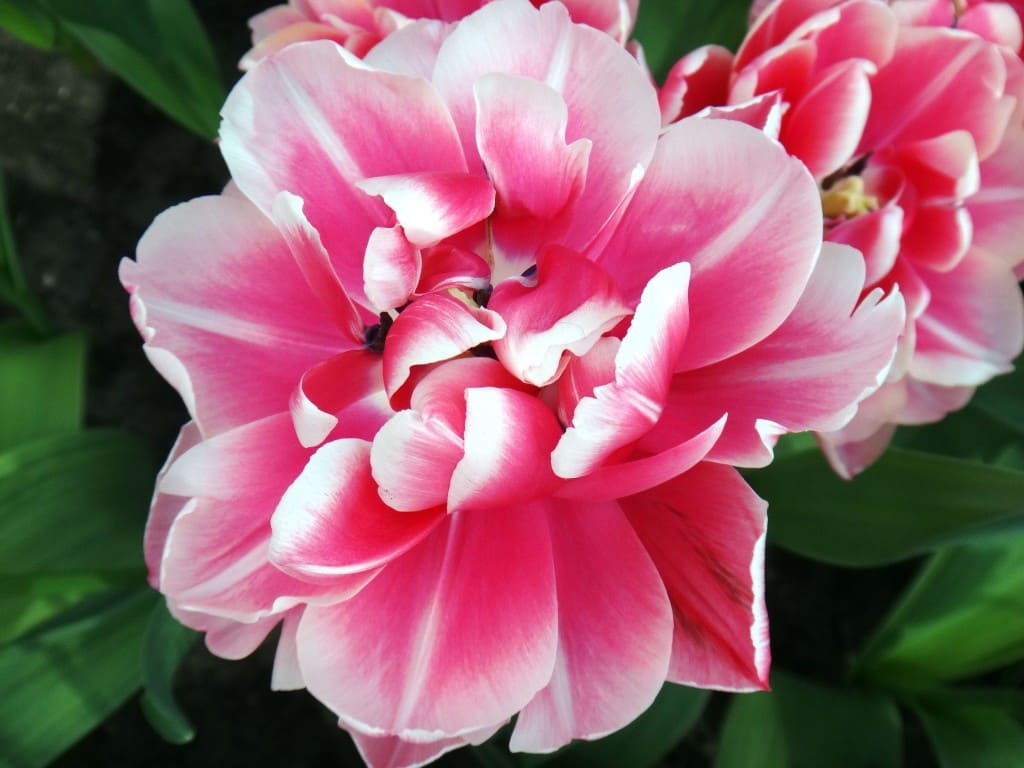 keukenhof flor rosa branca - Parque Keukenhof Holanda. Super bate-volta de Amsterdam