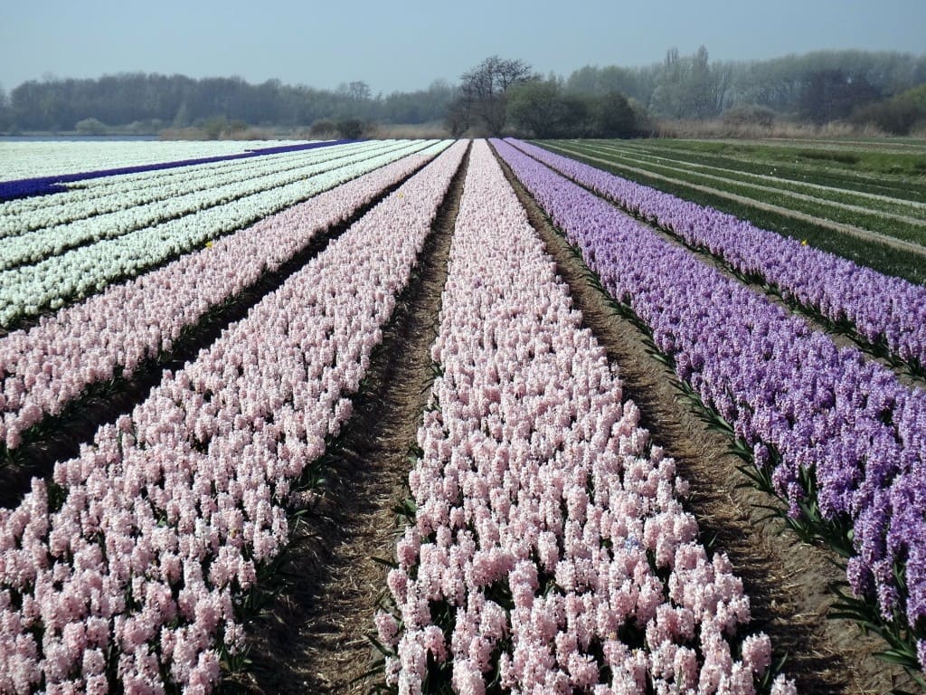keukenhof plantac%CC%A7a%CC%83o tulipa - Parque Keukenhof Holanda. Super bate-volta de Amsterdam