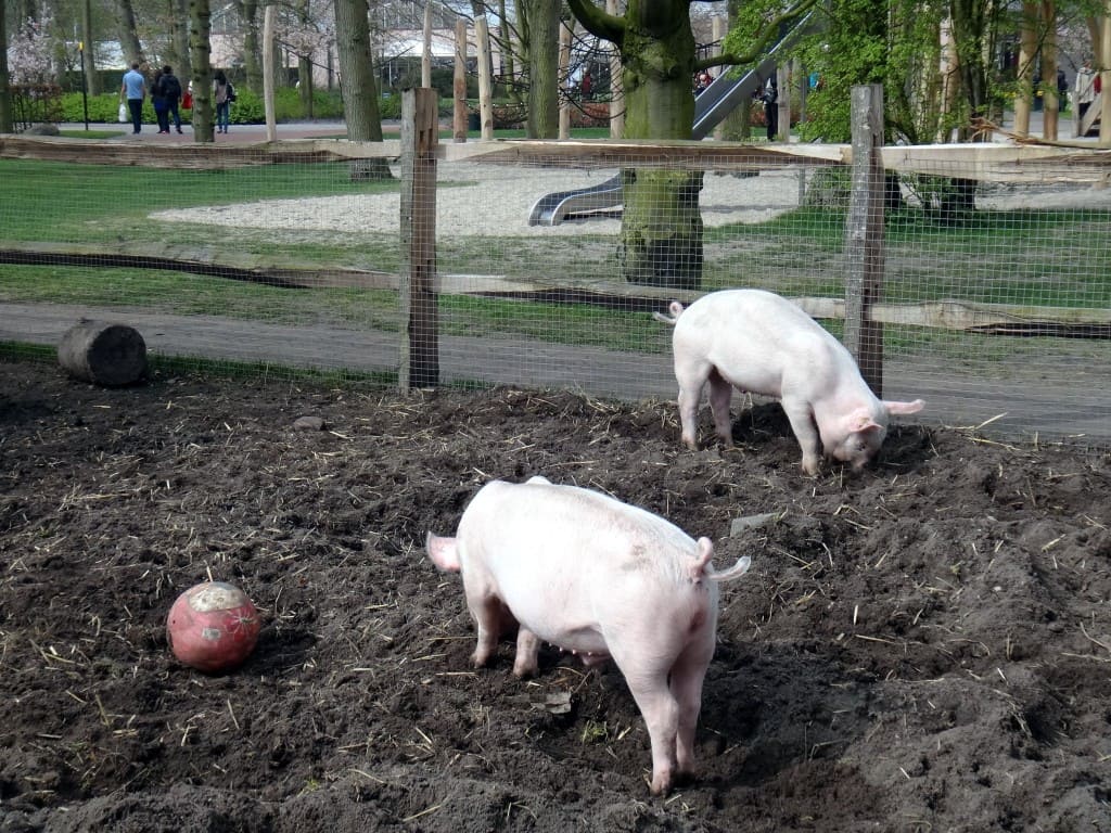 keukenhof porquinho pet farm - Parque Keukenhof Holanda. Super bate-volta de Amsterdam