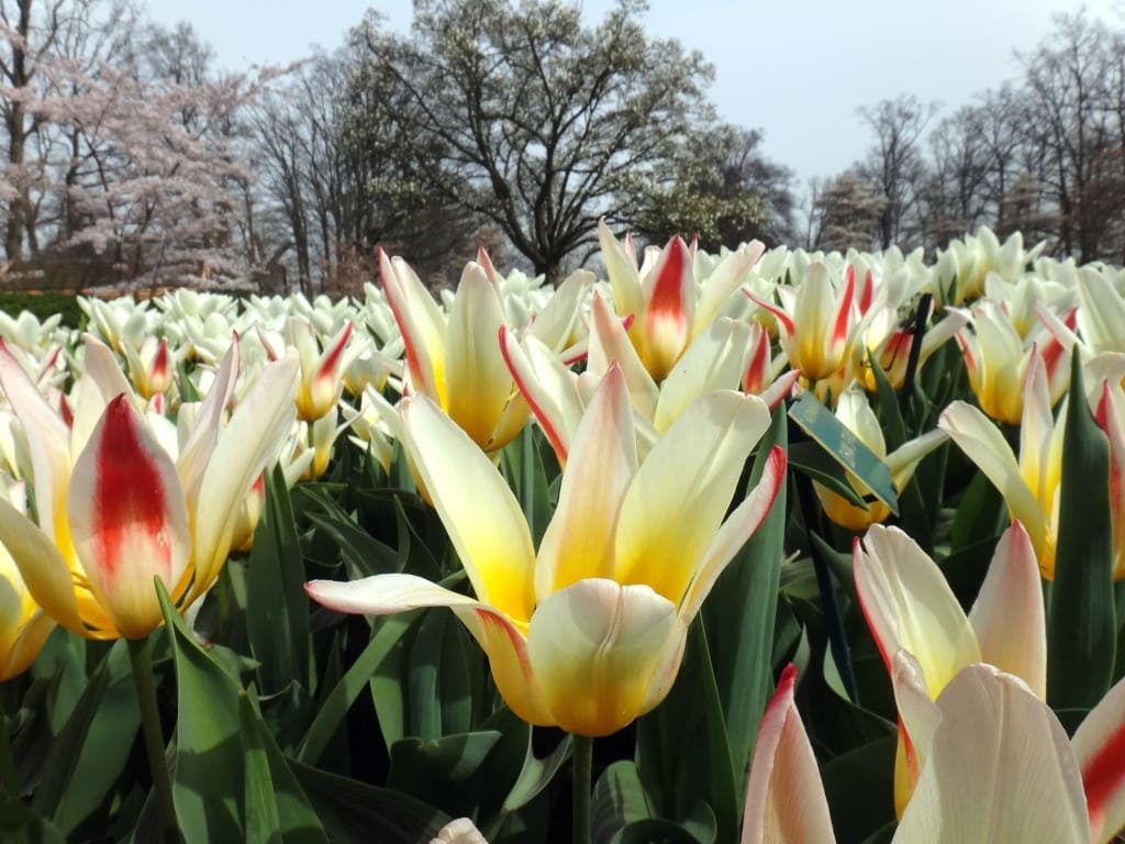 keukenhof tulipa branca - Parque Keukenhof Holanda. Super bate-volta de Amsterdam