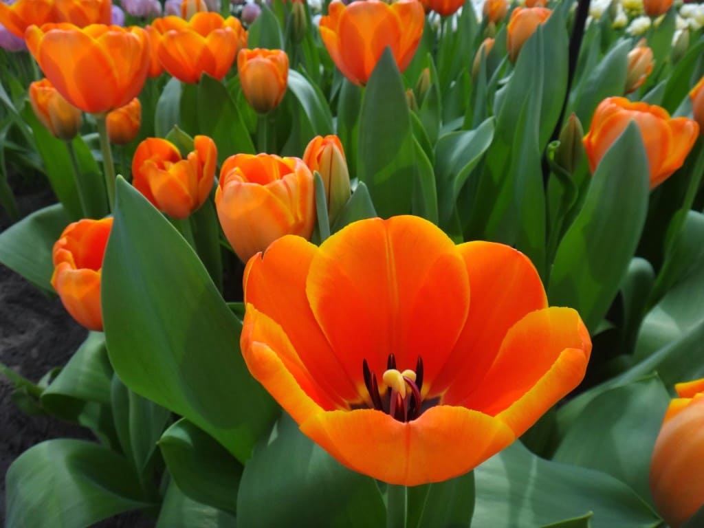 keukenhof tulipa laranja - Parque Keukenhof Holanda. Super bate-volta de Amsterdam