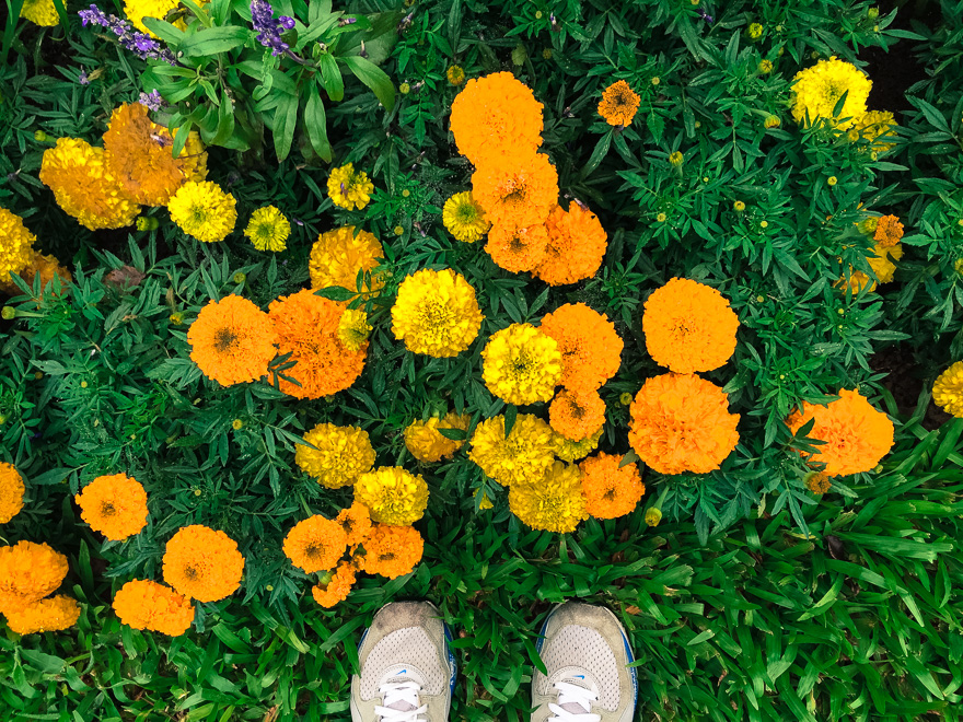 le jardin parque de lavanda flor laranja gramado - Le Jardin Parque de Lavanda Gramado: como é visitar?