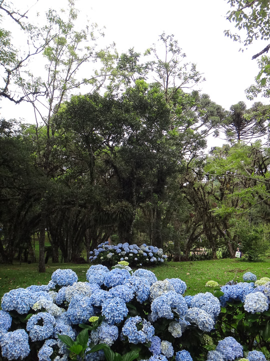 parque do caracol flores arvores - O lindo Parque do Caracol em Canela, apaixonante!