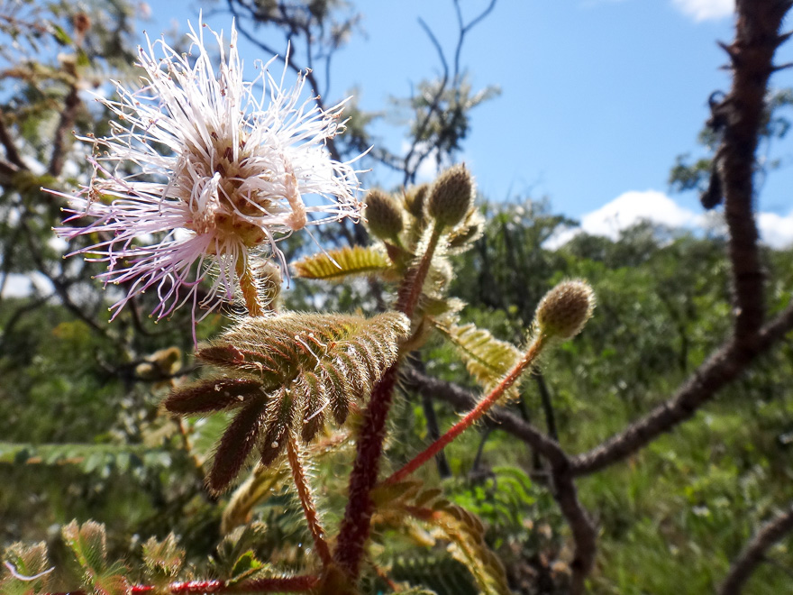 chapada dos veadeiros flor selvagem - Dicas da Chapada dos Veadeiros - ecoturismo maravilhoso