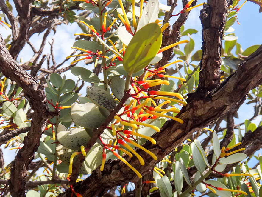 chapada dos veadeiros parque nacional flor amarela vermelha - Roteiro Chapada dos Veadeiros, para se apaixonar