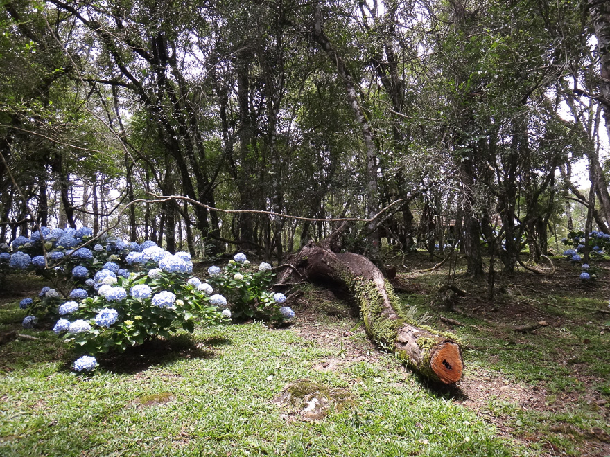 parque ferradura detalhe vegetacao - Olha o Parque da Ferradura Canela! Uma das belezas da Serra Gaúcha