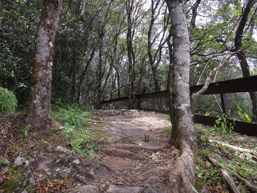 parque ferradura trilha floresta - Olha o Parque da Ferradura Canela! Uma das belezas da Serra Gaúcha
