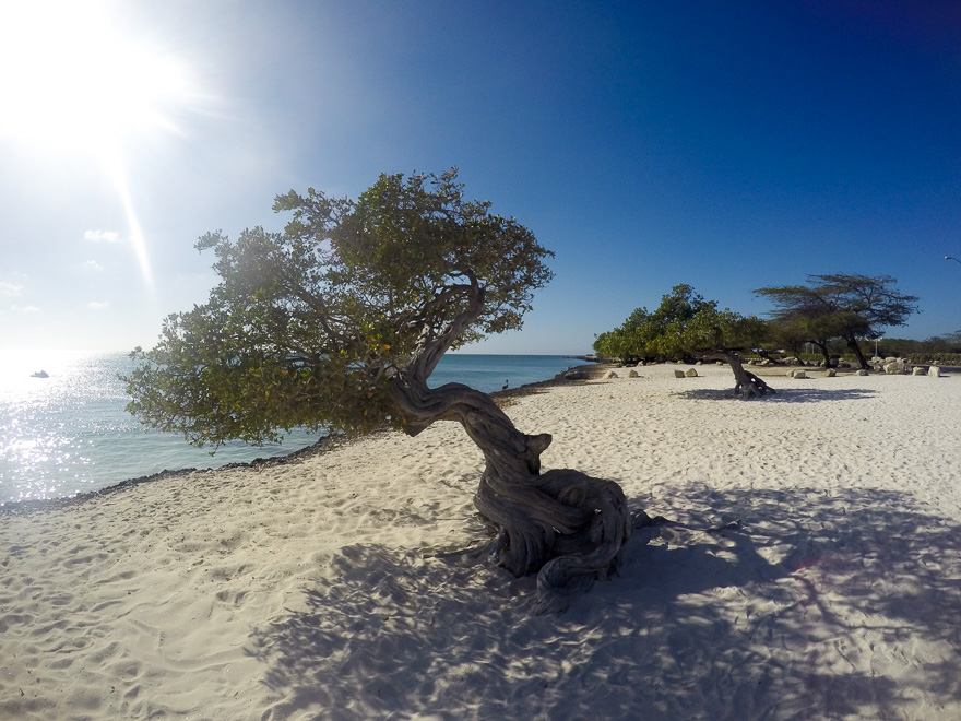 aruba arvore - Dicas de Aruba, a ilha feliz! Uma viagem para o Caribe sem furacão