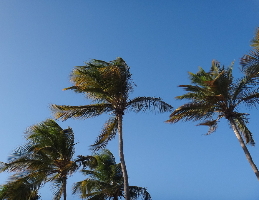 curacao palmeira vento - Dicas de viagem para Curaçao, que vai roubar seu coração