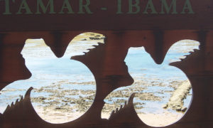 Foto da semana: Projeto Tamar na Praia do Forte