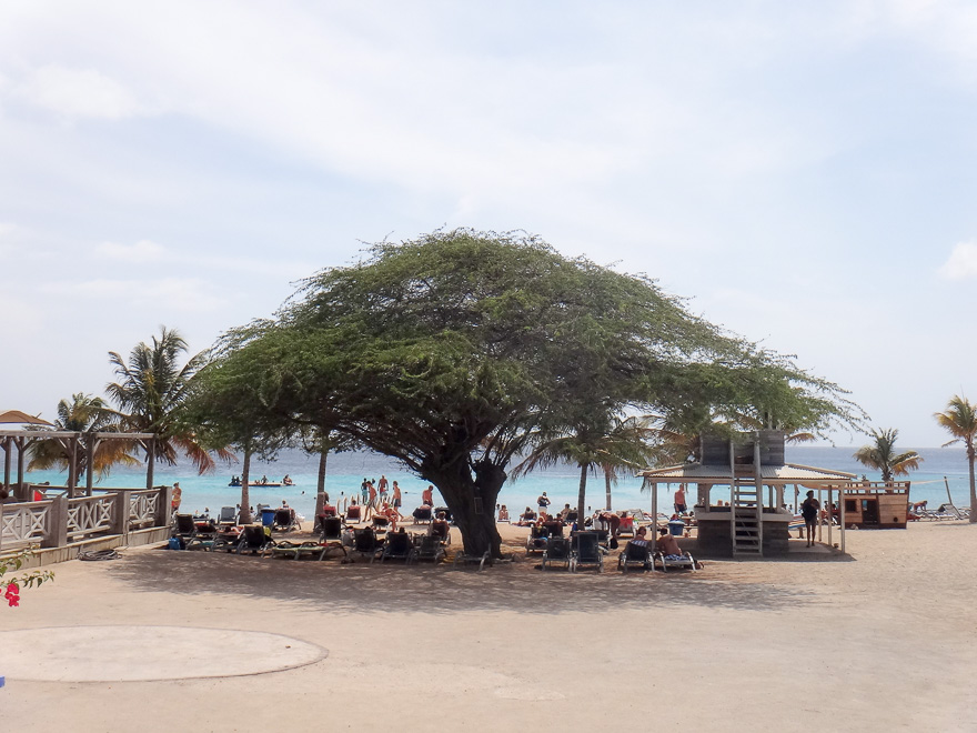 árvore na praia de kokomo em curaçao