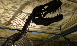 Foto da semana: T-Rex no Museu de História Natural de Londres