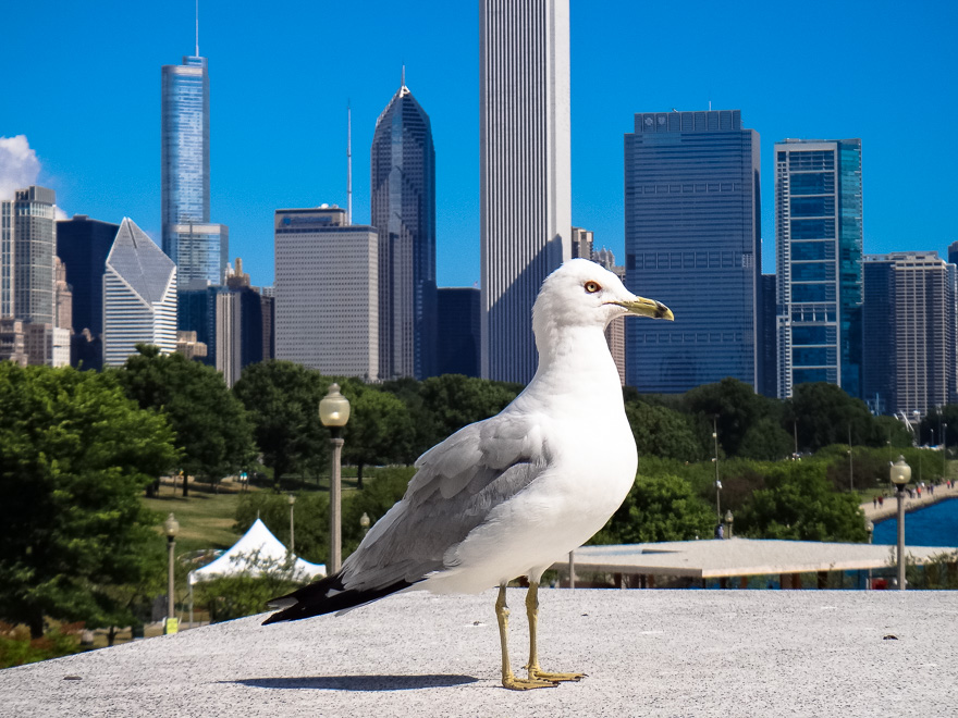 chicago gaivota predio - Shedd Aquarium Chicago - peixes e diversão