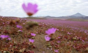 NEWS: Flores no Deserto do Atacama