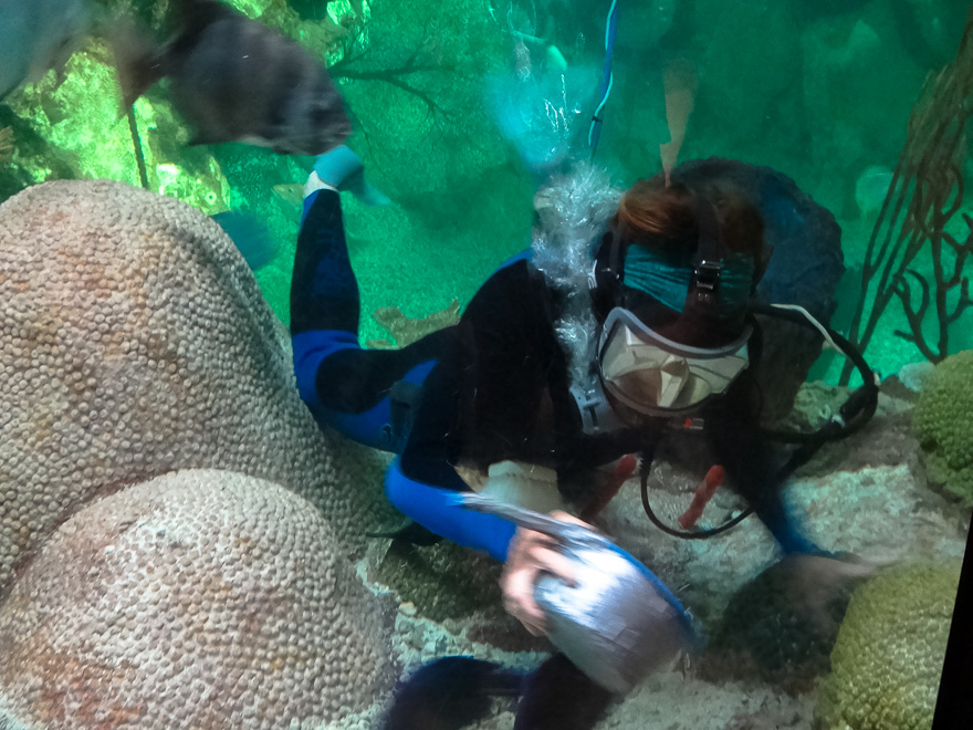 shedd aquarium mergulhador - Shedd Aquarium Chicago - peixes e diversão