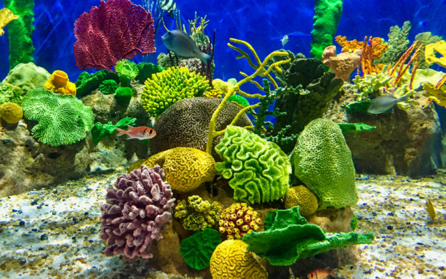 diversão para crianças no rio aquario rj corais coloridos