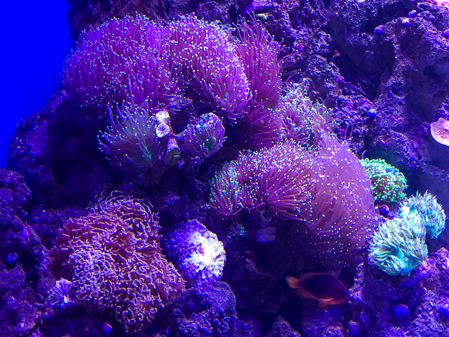 aquario rj coral lilas - AquaRio RJ, um aquário para toda a família