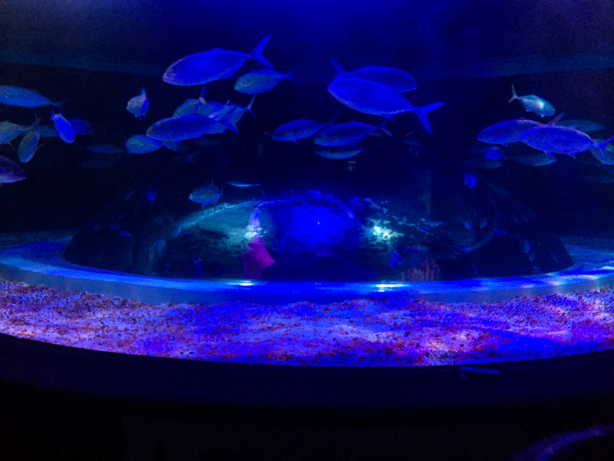 aquario rj observatorio - AquaRio RJ, um aquário para toda a família