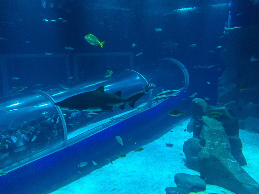 aquario rj tubara%CC%83o tunel tanque - AquaRio RJ, um aquário para toda a família