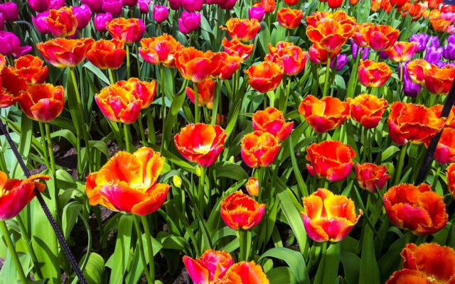 retrospectiva 2018 as cores do mundo tulipas keukenhof