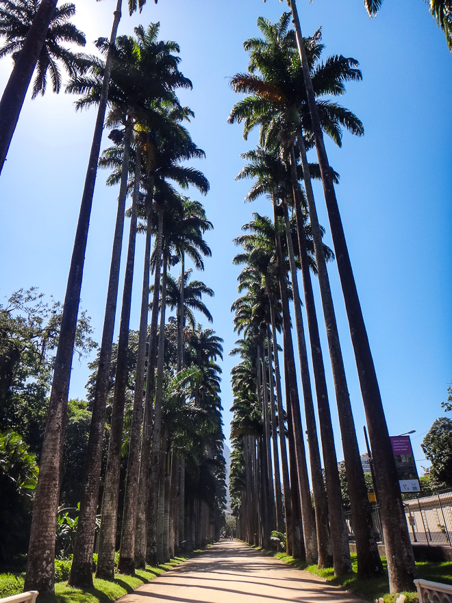 simbolos do rio palmeiras jardim botanico - [8on8] Landmark- símbolos do Rio de Janeiro