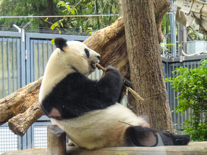 o que fazer em toquio zoo urso panda - O que fazer em Tóquio em 5 dias - super roteiro para você!