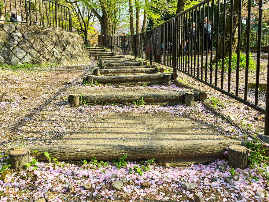 japao sakura petalas chao - Viagem na sakura no Japão: melhor época do ano para visitar