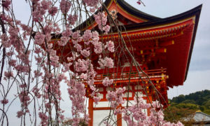 Viagem na sakura no Japão: melhor época do ano para visitar