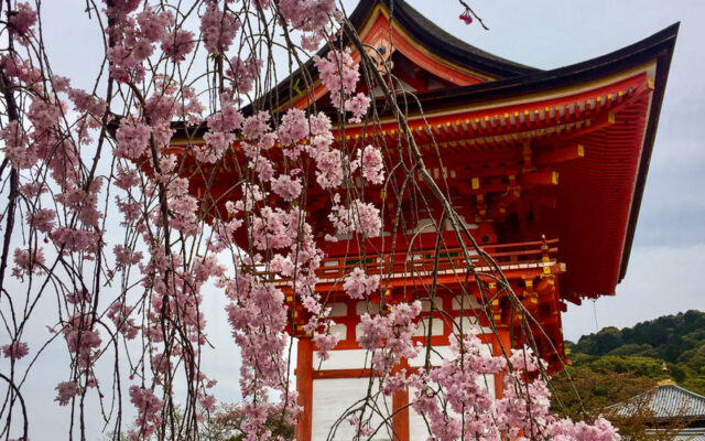 viagem na sakura no japão templo em quioto