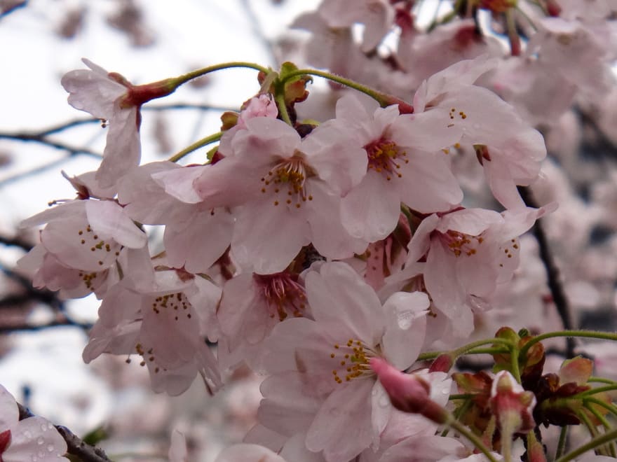 sakura japao flor cerejeira - Viagem na sakura no Japão: melhor época do ano para visitar